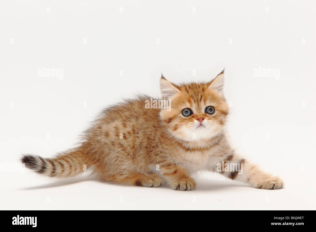 British Shorthair Golden Shaded Kitten - 81021+ Nama Untuk Kucing Comel