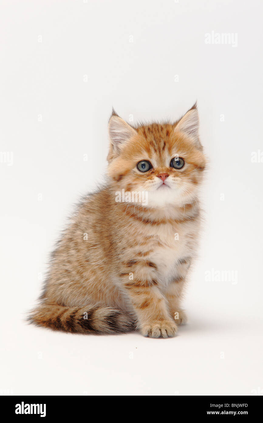 British Shorthair Cat Kitten Black Golden Shaded 8 Weeks Stock
