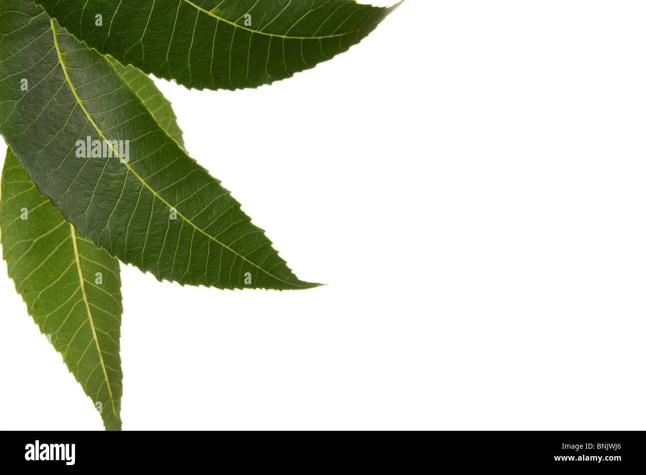 Isolated Pecan leaves Stock Photo
