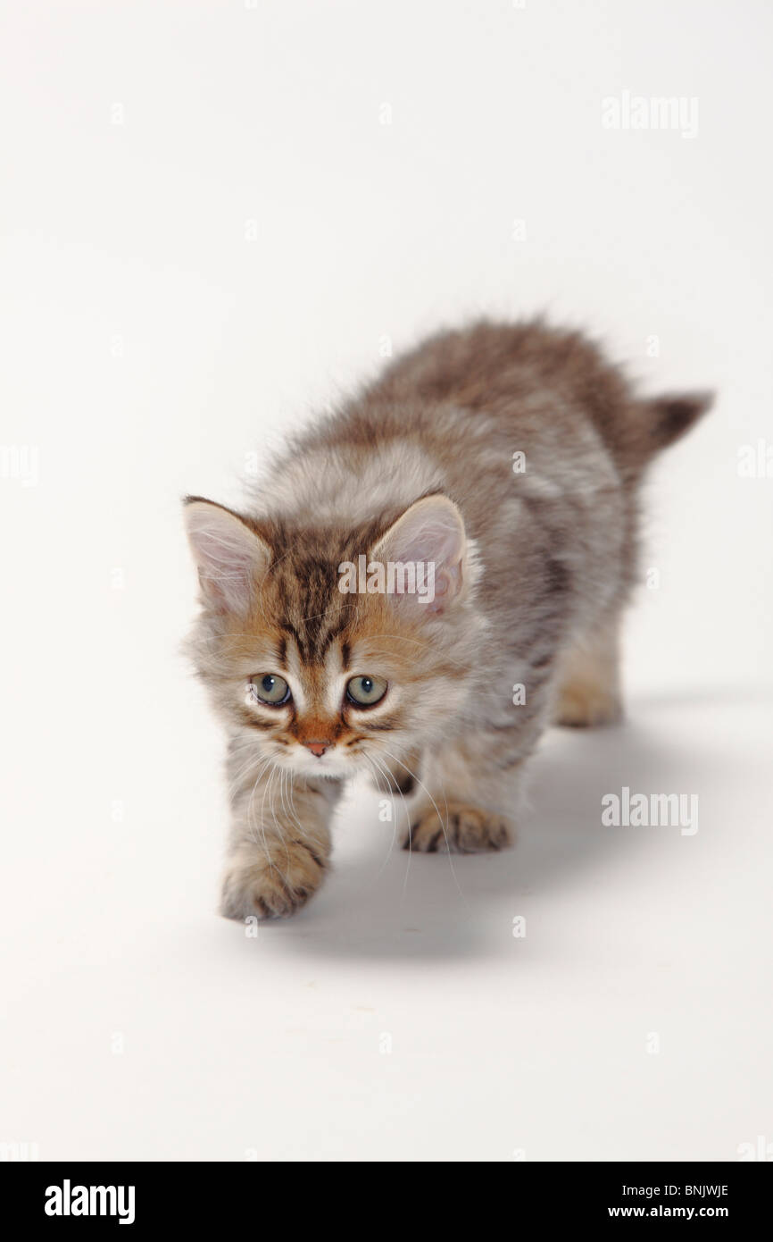 British Shorthair Cat Kitten Black Golden Spotted 10 Weeks