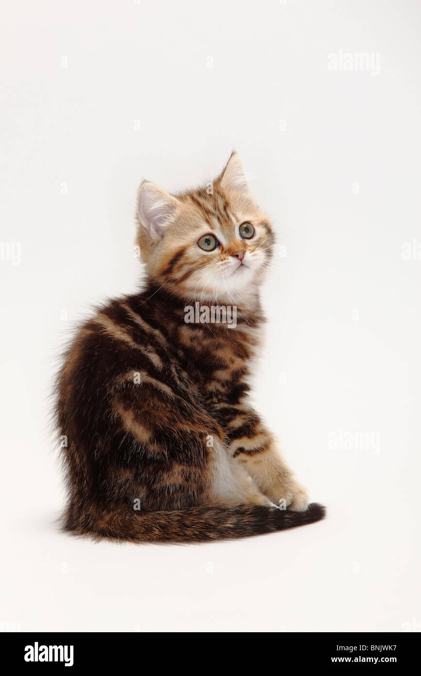 British Shorthair Cat Kitten Black Golden Classic 10 Weeks