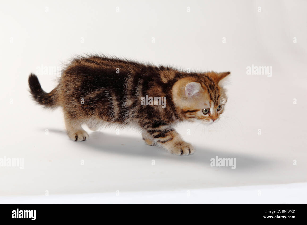 C8 Alamy Com Comp Bnjwkd British Shorthair Cat