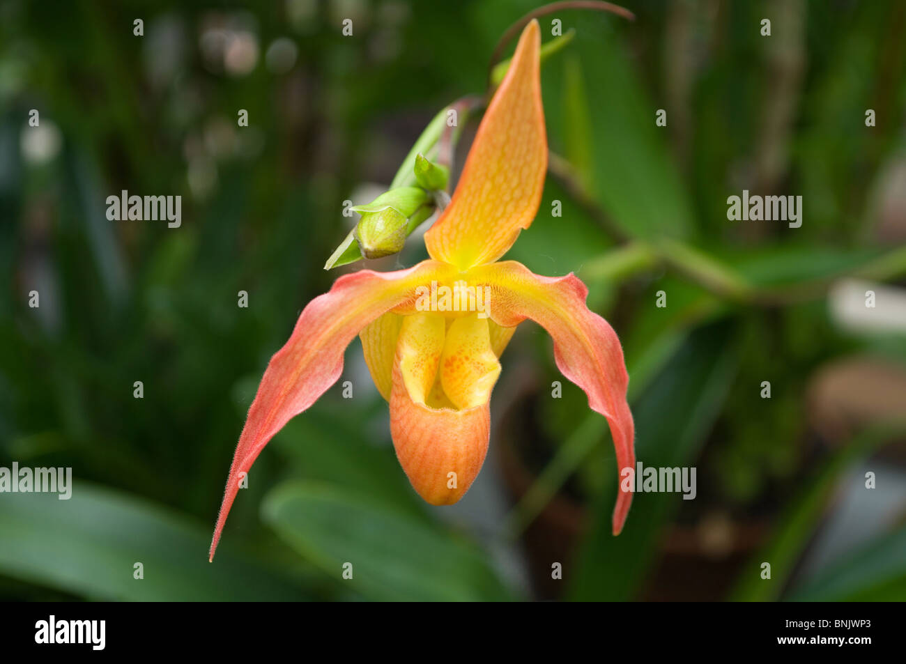 Slipper orchid, phragmipedium 'Eric Young' Stock Photo