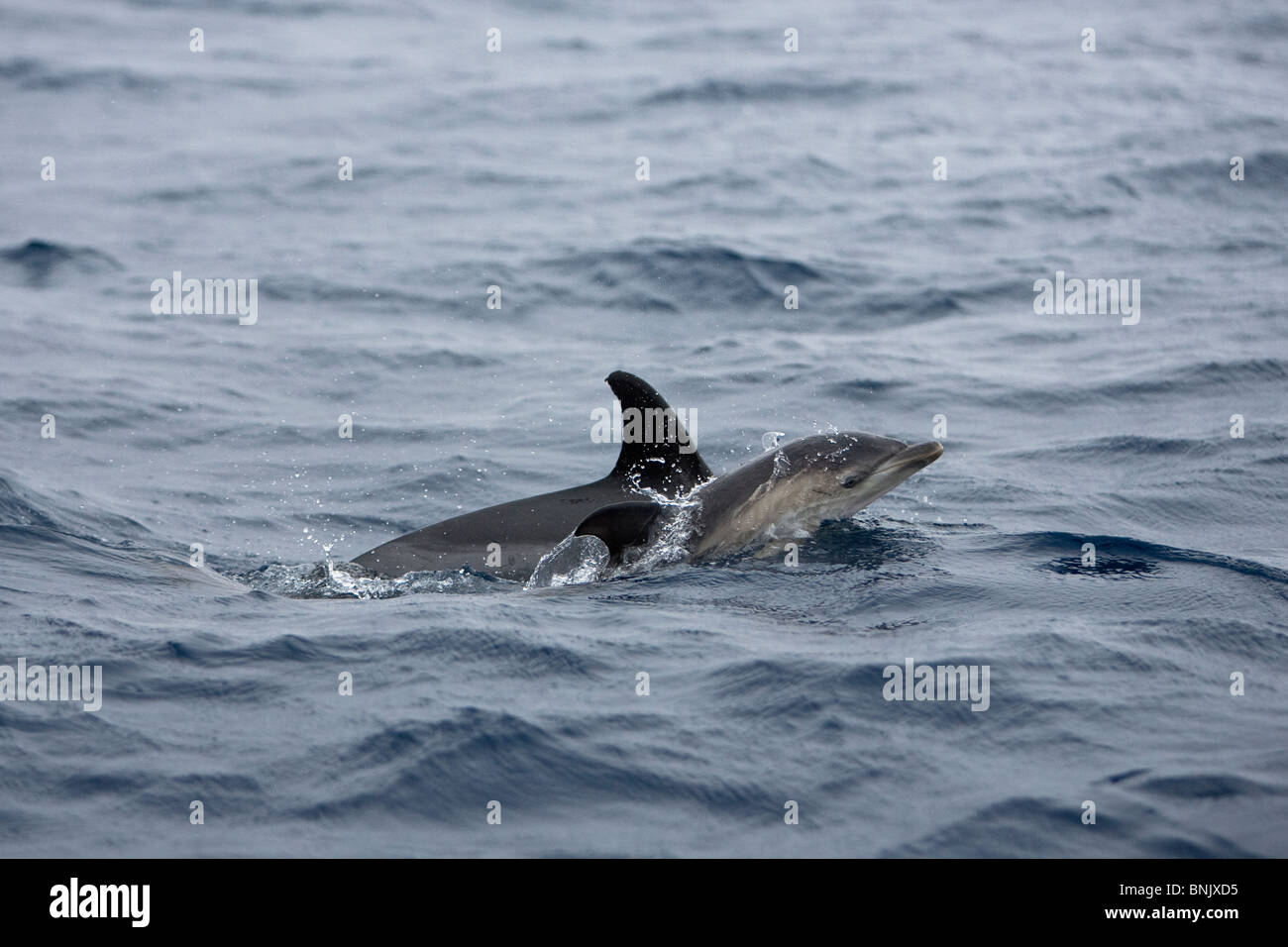 Short-beaked Common Dolphin, Delphinus delphis, Gemeiner Delfin, Pico Azores, Portugal, wild, young calf with mother surfacing Stock Photo