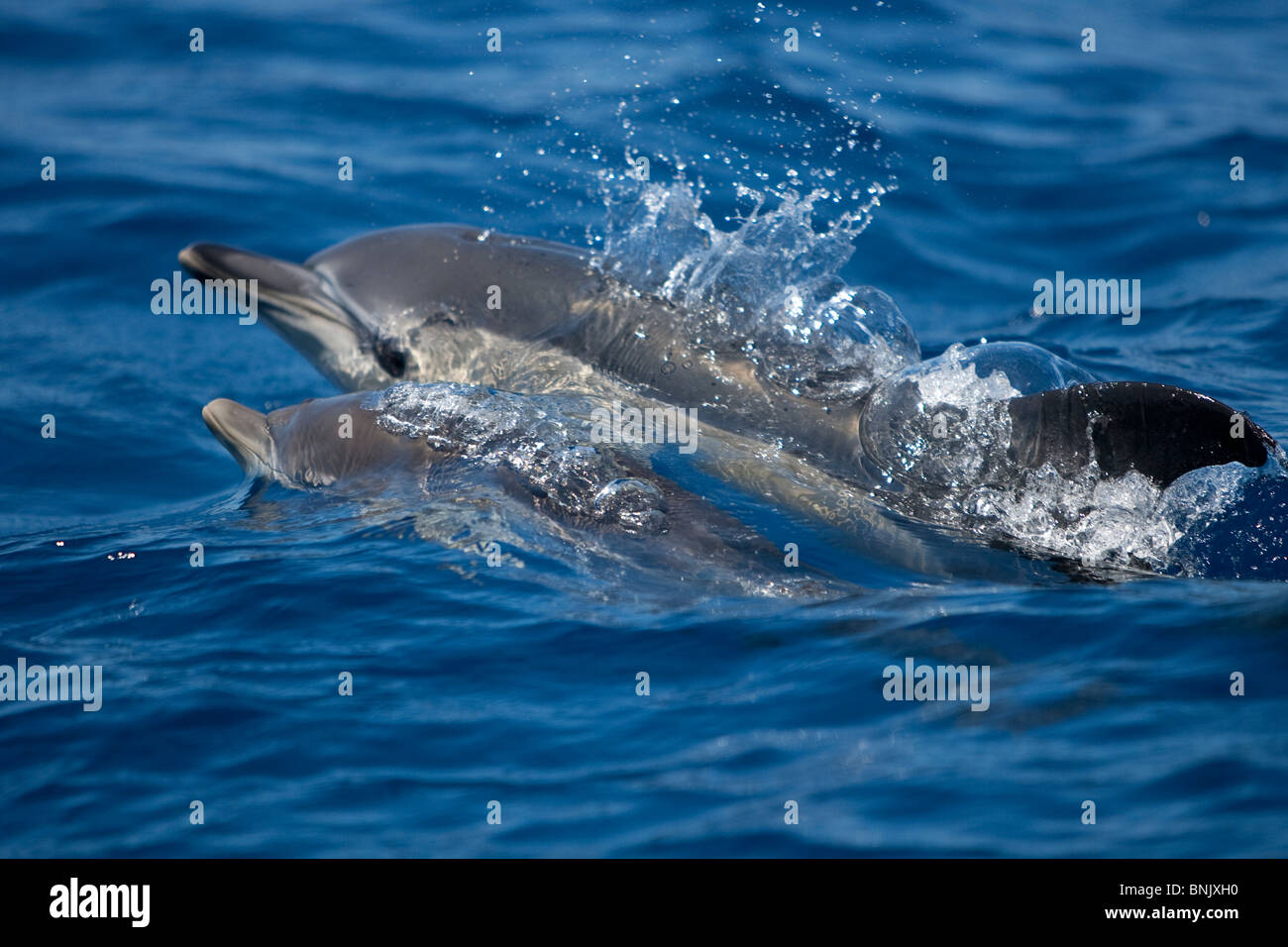 Short-beaked Common Dolphin, Delphinus delphis, Gemeiner Delfin, Pico Azores, Portugal, wild, mother and calf surfacing Stock Photo