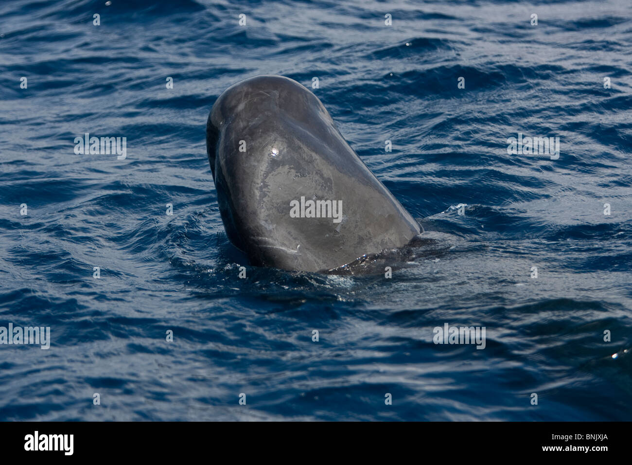 Sperm Whale, Physeter macrocephalus, Pottwal, Pico, Cachalote, Azores, Portugal, spyhopping Stock Photo