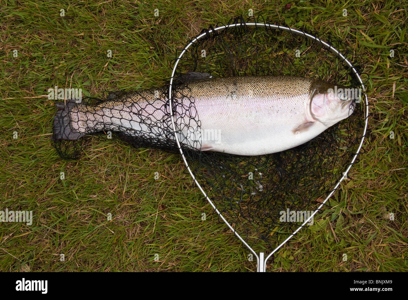 7lb1oz or 3.2kg Rainbow Trout caught at Tree Meadow Fisheries, Hayle, Cornwall, United Kingdom. Stock Photo