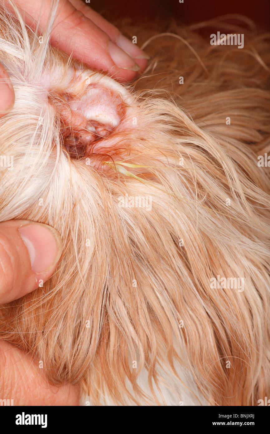 Dogs Ear Stock Photos Dogs Ear Stock Images Alamy