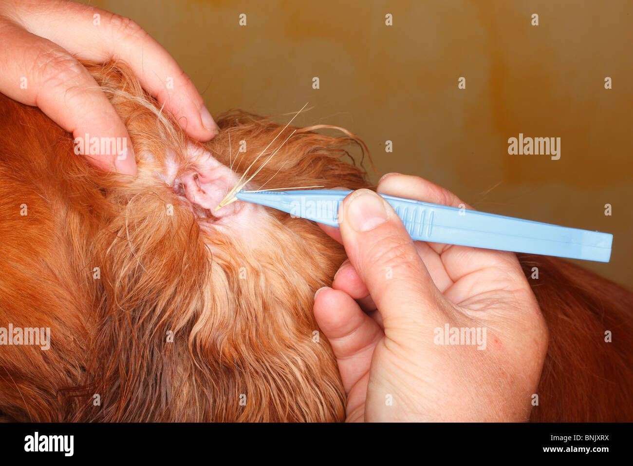 Dogs Ear Stock Photos Dogs Ear Stock Images Alamy