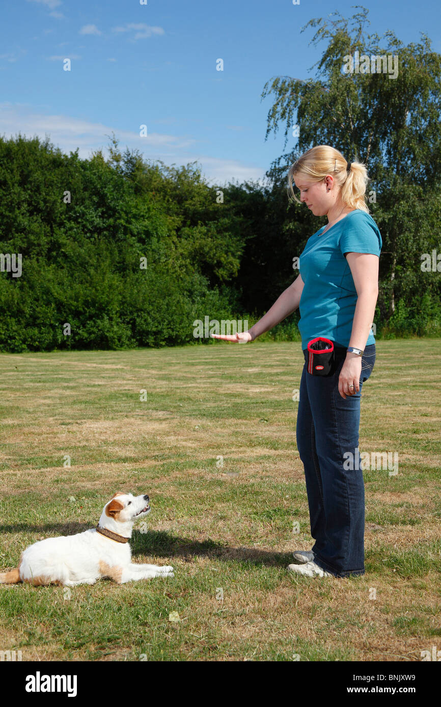 Parson russell on sale terrier training