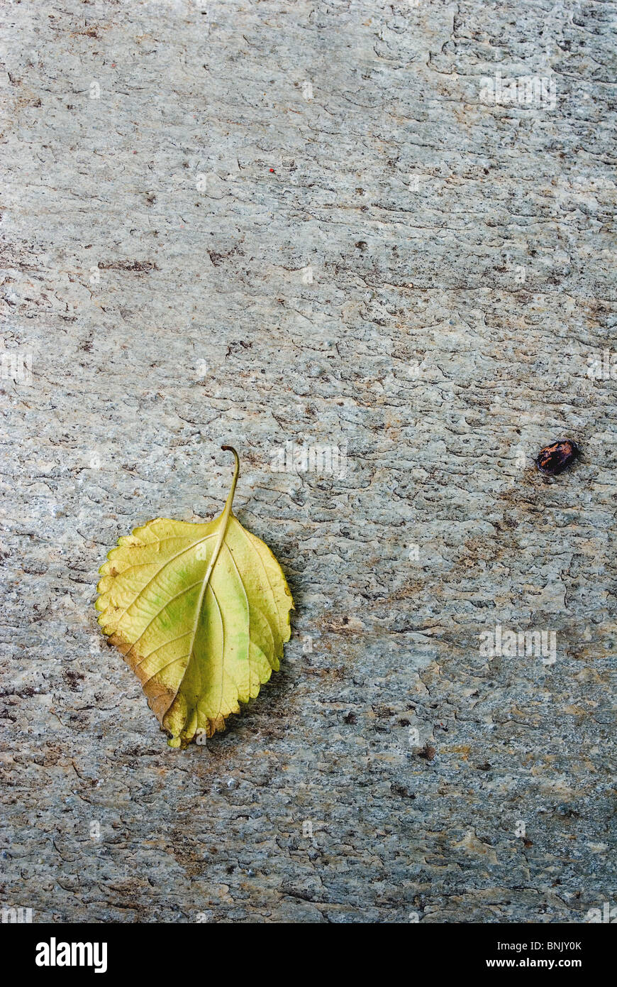 Withered stone hi-res stock photography and images - Alamy