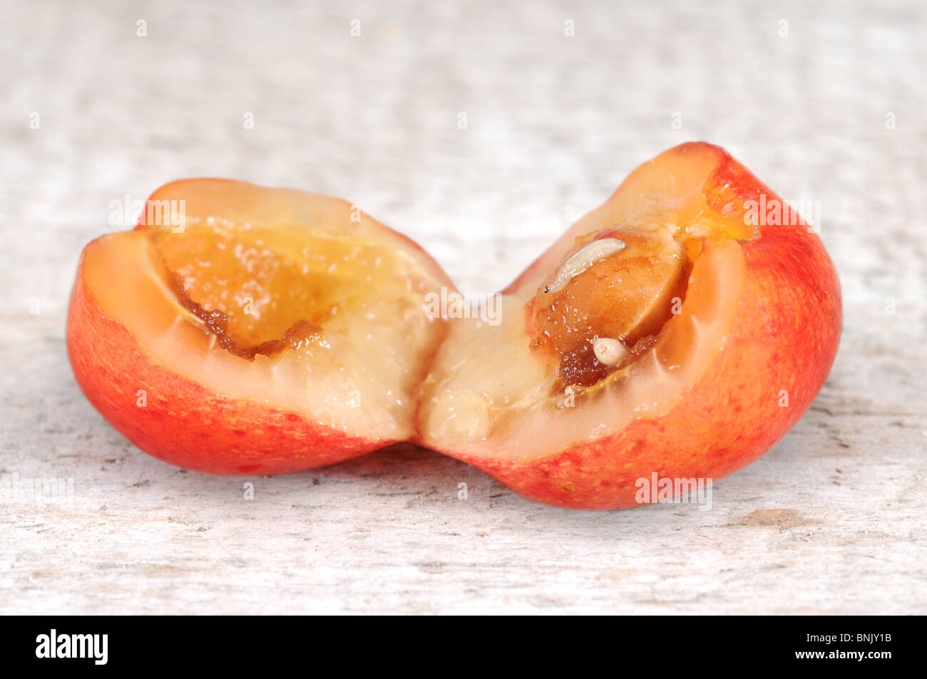 Worms in an open red cherry on wooden board. Stock Photo