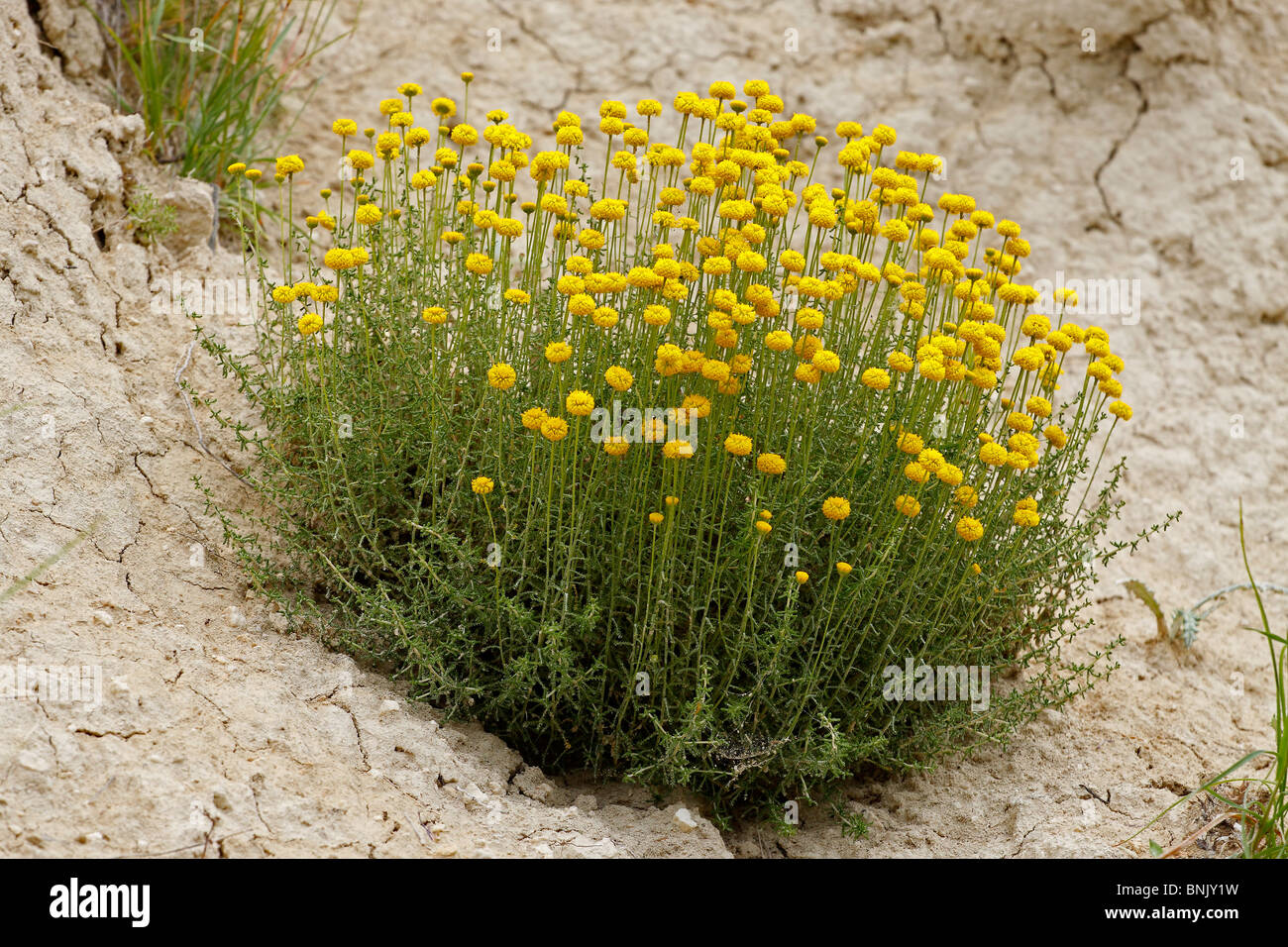 Lavender cotton Santolina chamaecyparissus Stock Photo Alamy