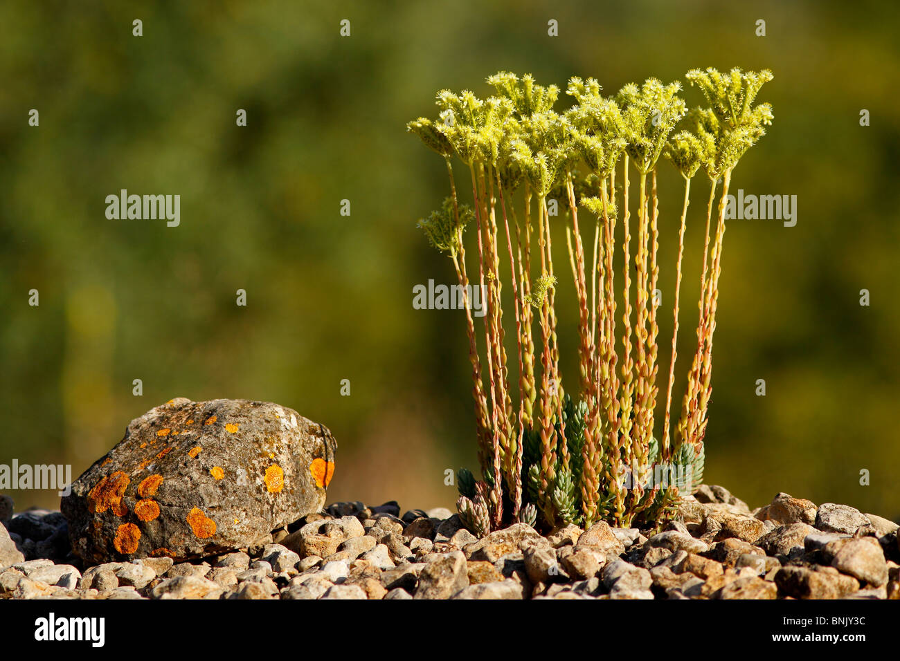 Sedum sediforme in flower. Stock Photo