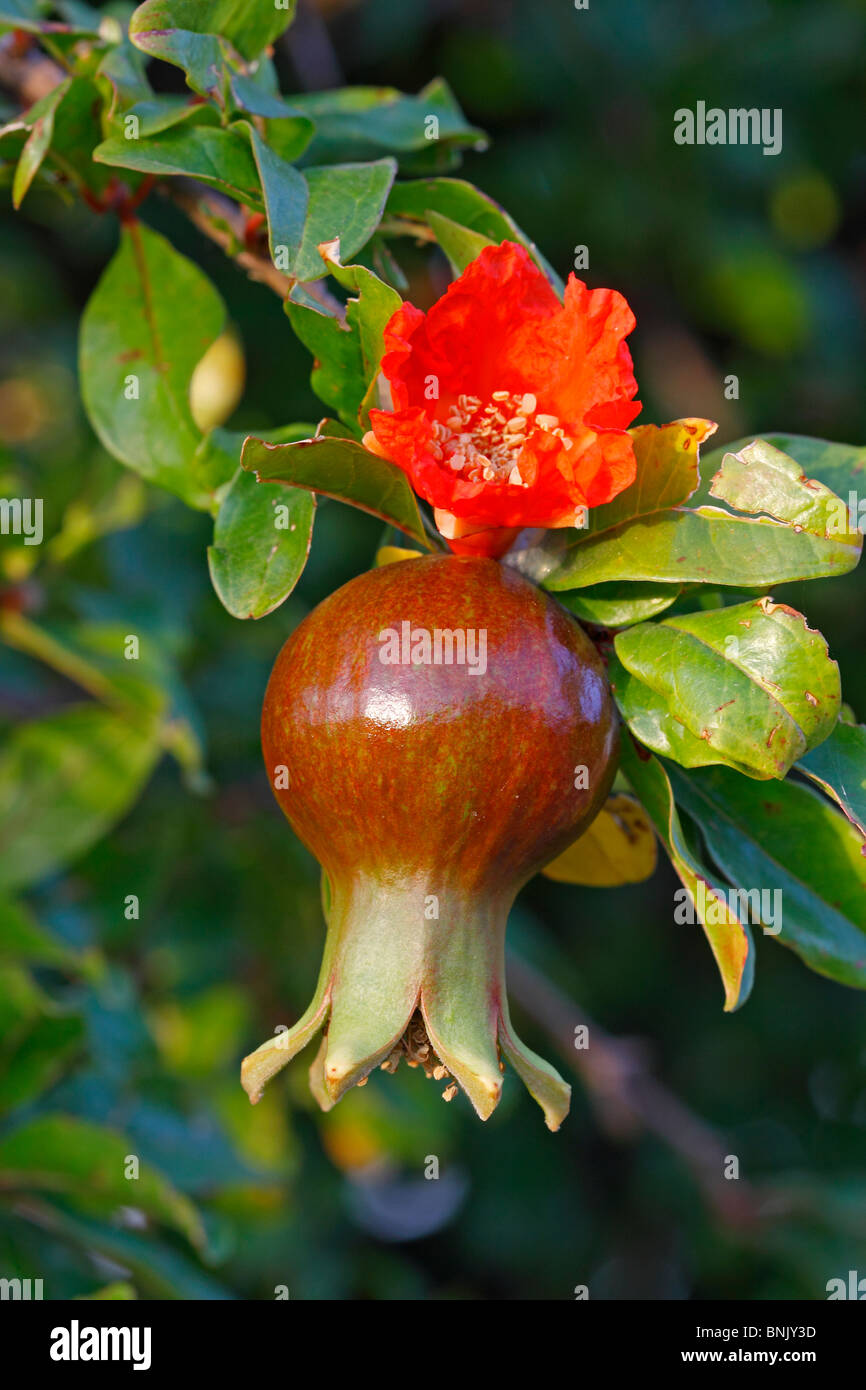 Flower and fruit of pomegranate Stock Photo Alamy
