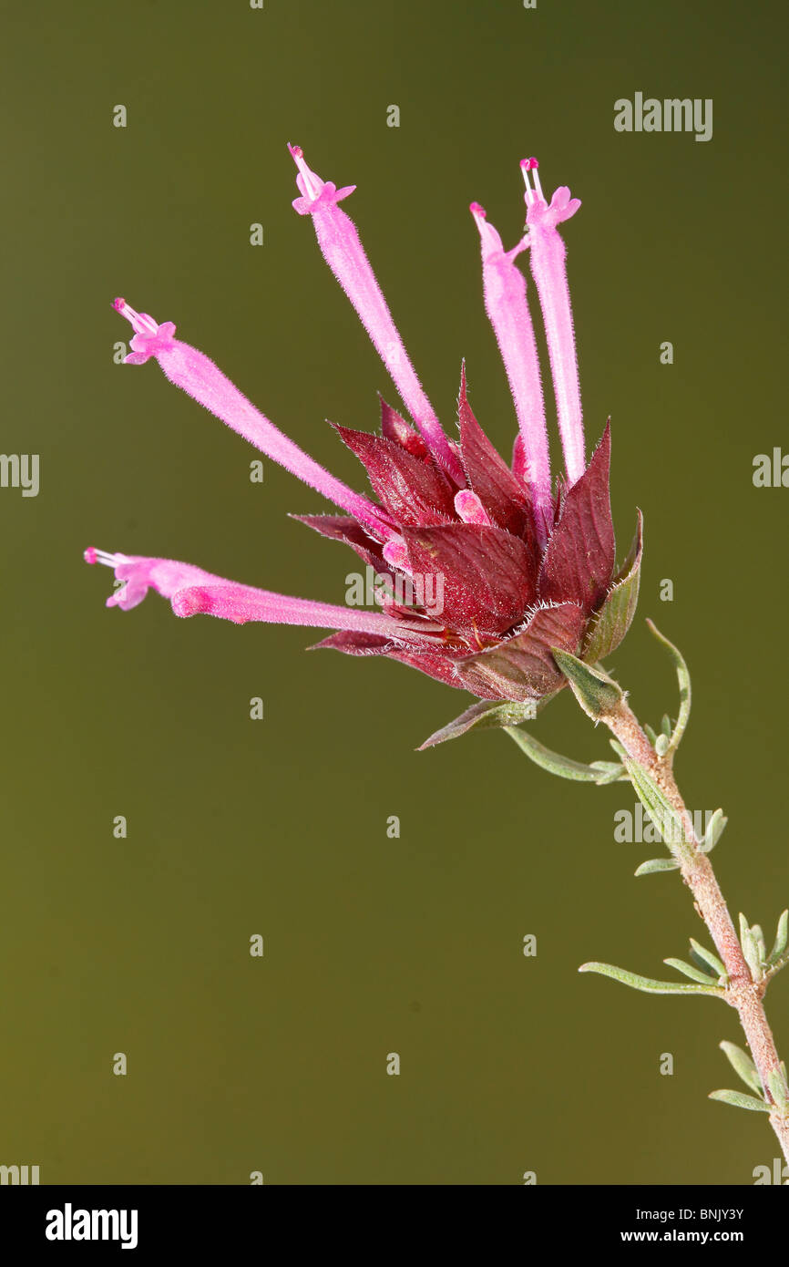 stem and lavender thyme flowers, Thymus moroderi. Pinoso. Alicante. Spain Stock Photo
