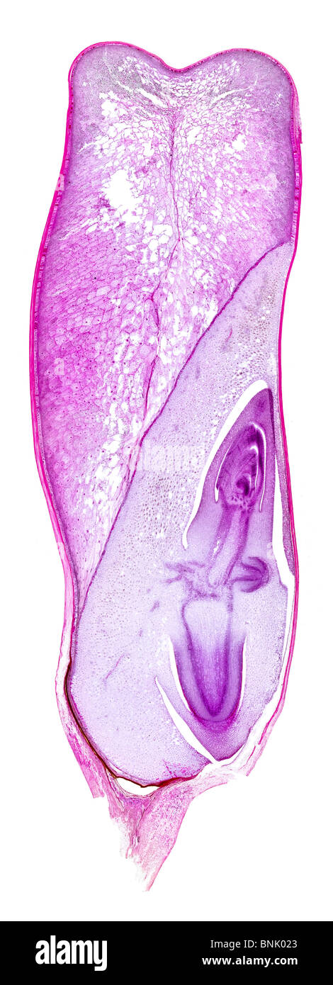 Brightfield photomicrpgraph of a stained LS. section of maize kernel, Zea sp. Stock Photo