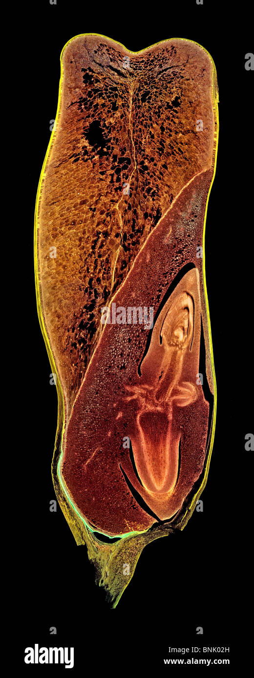 Darkfield photomicrpgraph of a LS. section of maize kernel, Zea sp. Stock Photo