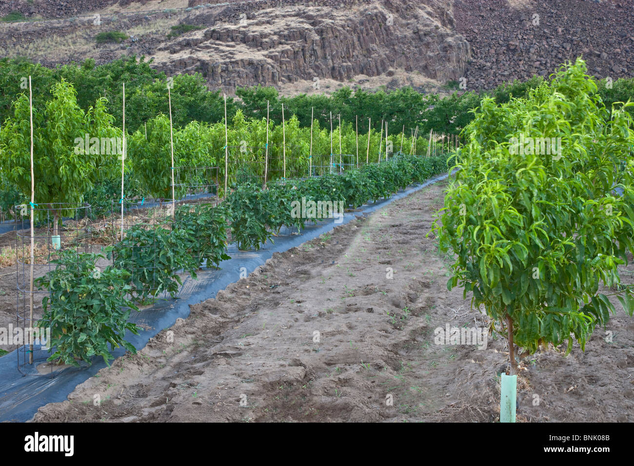 Intercropping, young Nectarine orchard, tomato plants Stock Photo Alamy