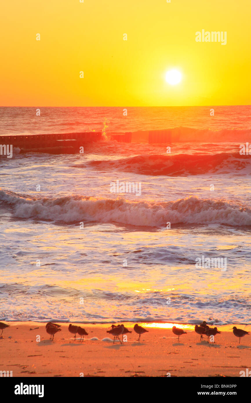 Shorebirds on the beach at sunrise, Cape Hatteras National Seashore, Outer Banks, Buxton, North Carolina, USA Stock Photo