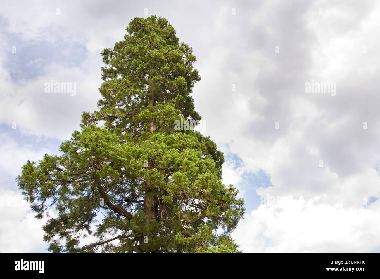 The top of a Redwood Sequoiadendron Giganteum tree against the sky in Sheffield Park Garden. Stock Photo