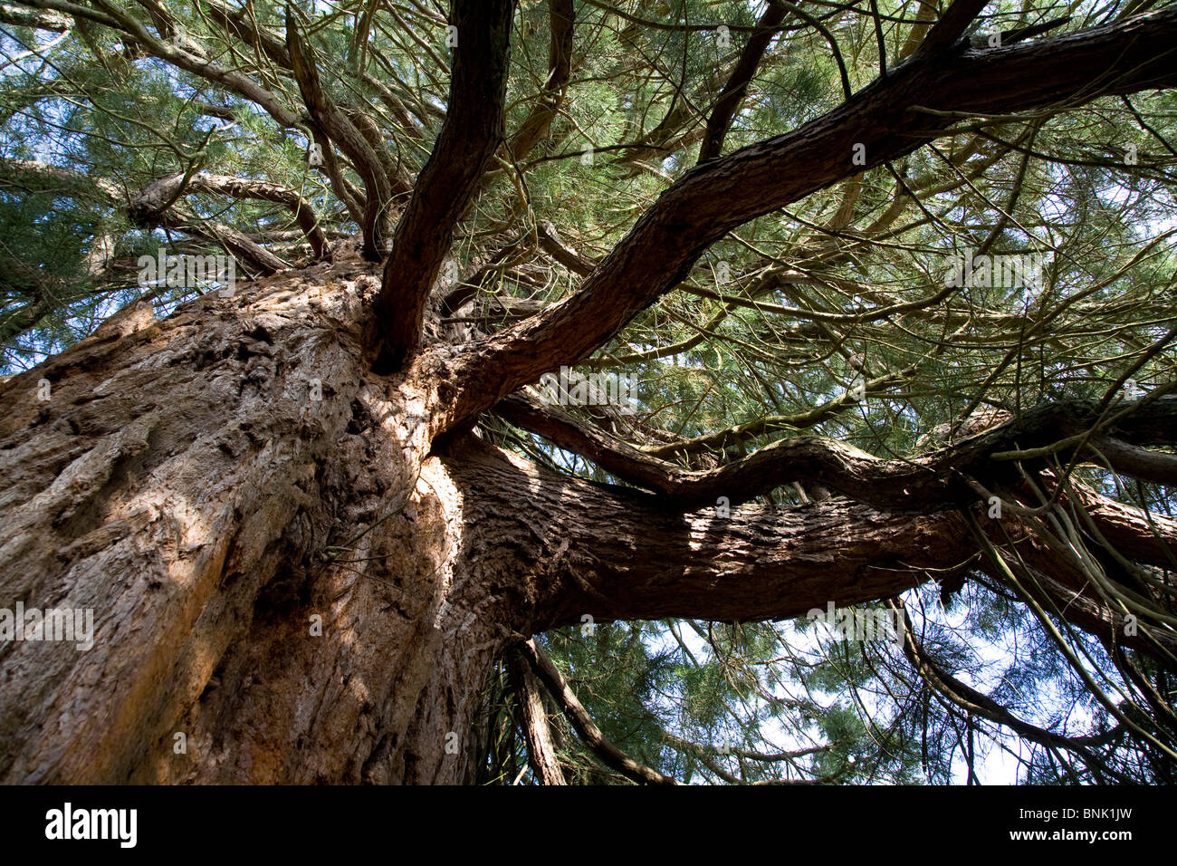 A Redwood Sequoiadendron Giganteum tree in Sheffield park Garden. Stock Photo