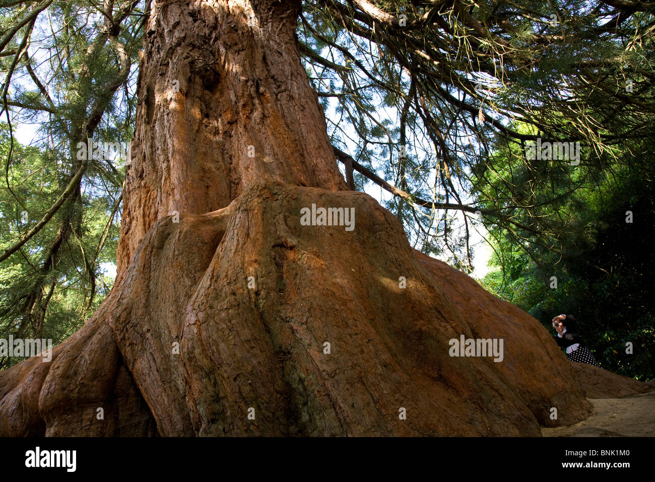 The base of a Redwood Sequoiadendron Giganteum tree in Sheffield park Garden. Stock Photo