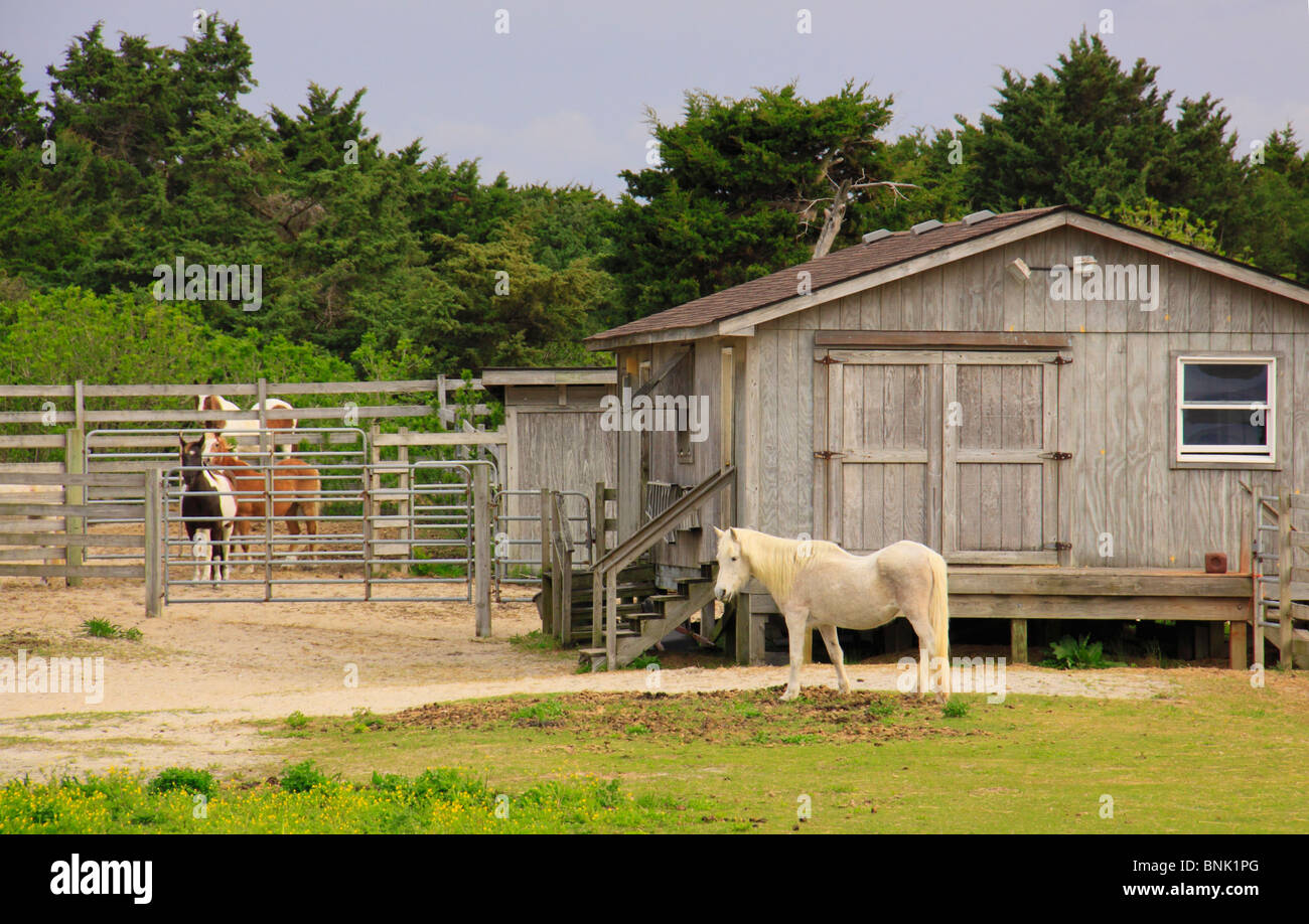 Ocracoke Pony Corral, Ocracoke Island, Cape Hatteras National Seashore, North Carolina, USA Stock Photo