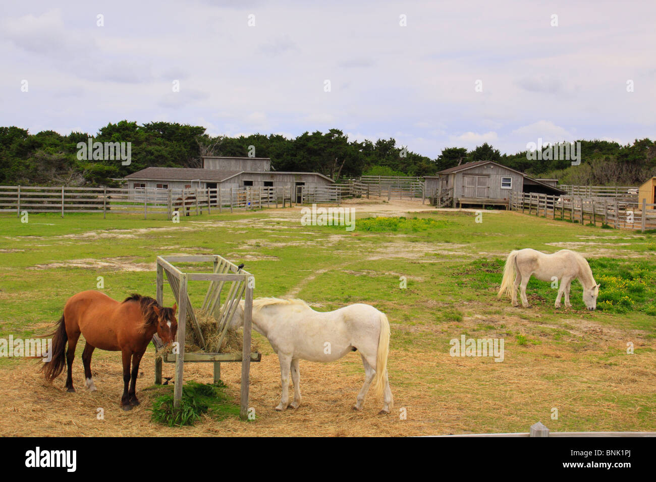 Ponies eating at the Ocracoke Pony Corral, Ocracoke Island, Cape Hatteras National Seashore, North Carolina, USA Stock Photo