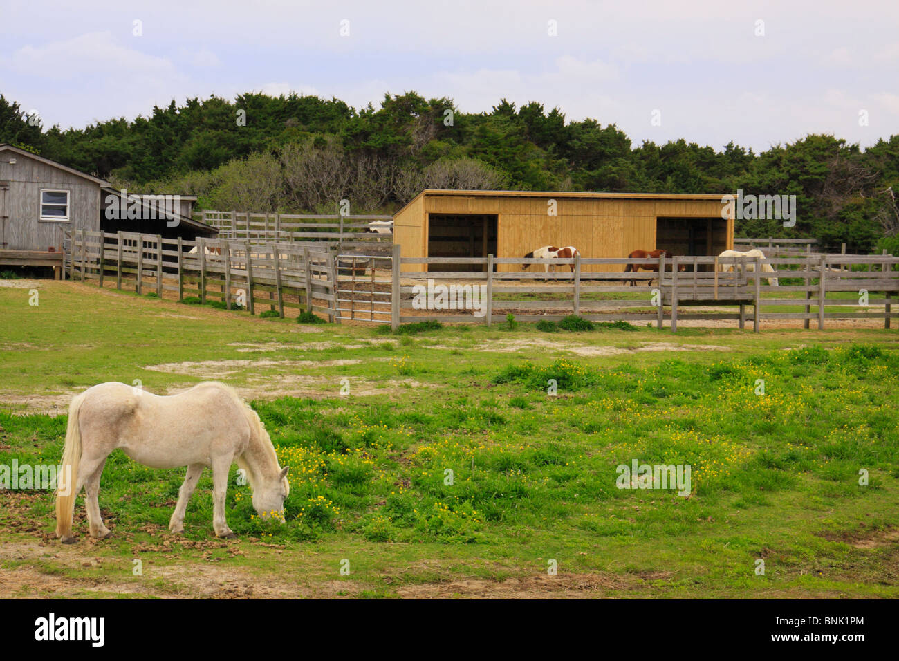 Ocracoke Pony Corral, Ocracoke Island, Cape Hatteras National Seashore, North Carolina, USA Stock Photo