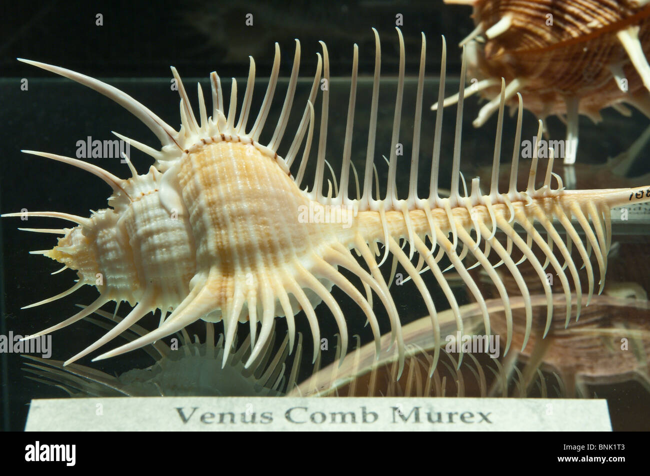 Texas, Corpus Christi. Venus comb murex shells at the Corpus Christi Museum. Stock Photo