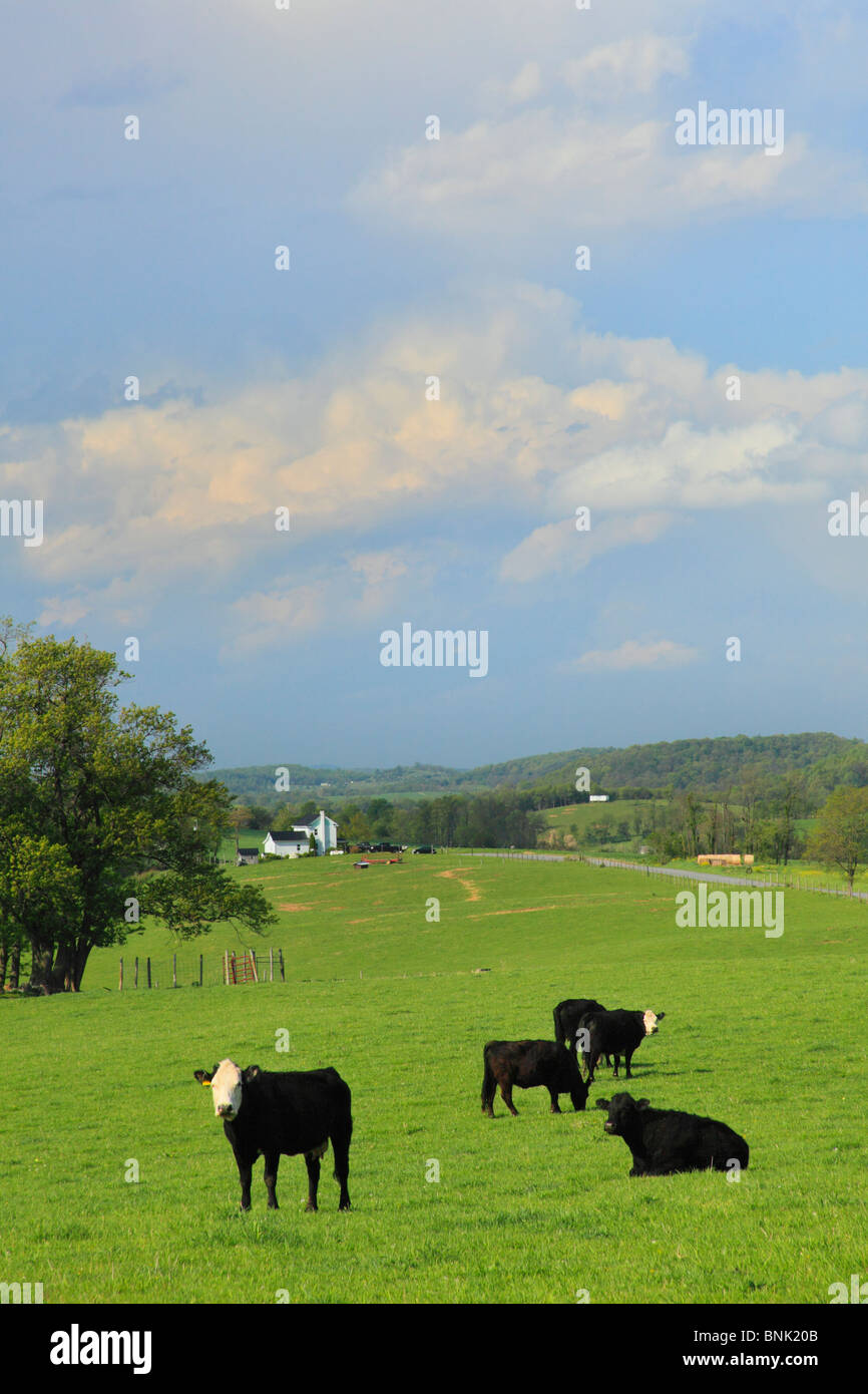 Cattle grazing on farm in Arborhill, Shenandoah Valley, Virginia, USA Stock Photo