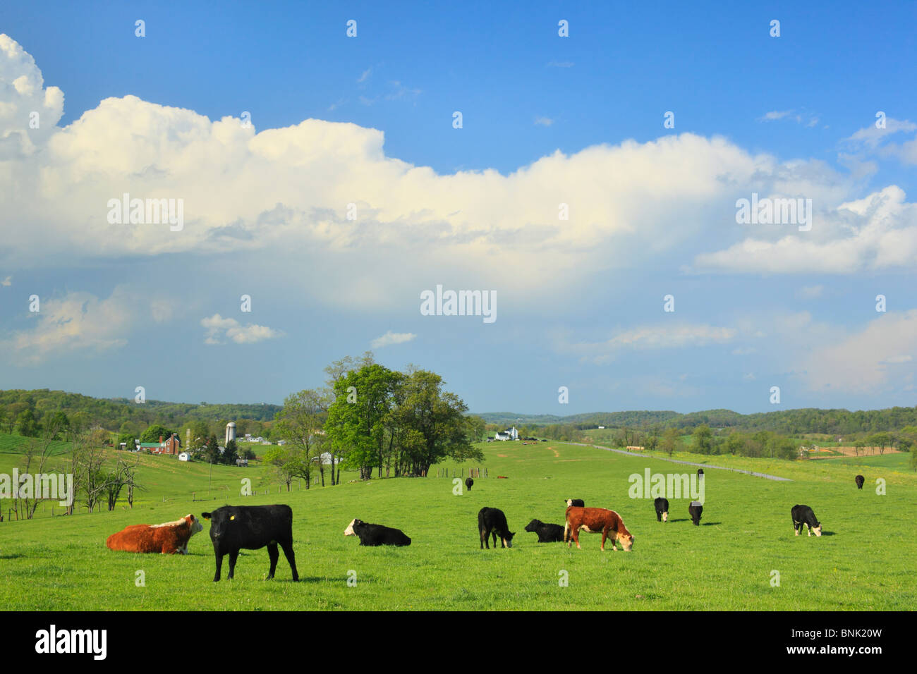 Cows and outbuildings hires stock photography and images Alamy
