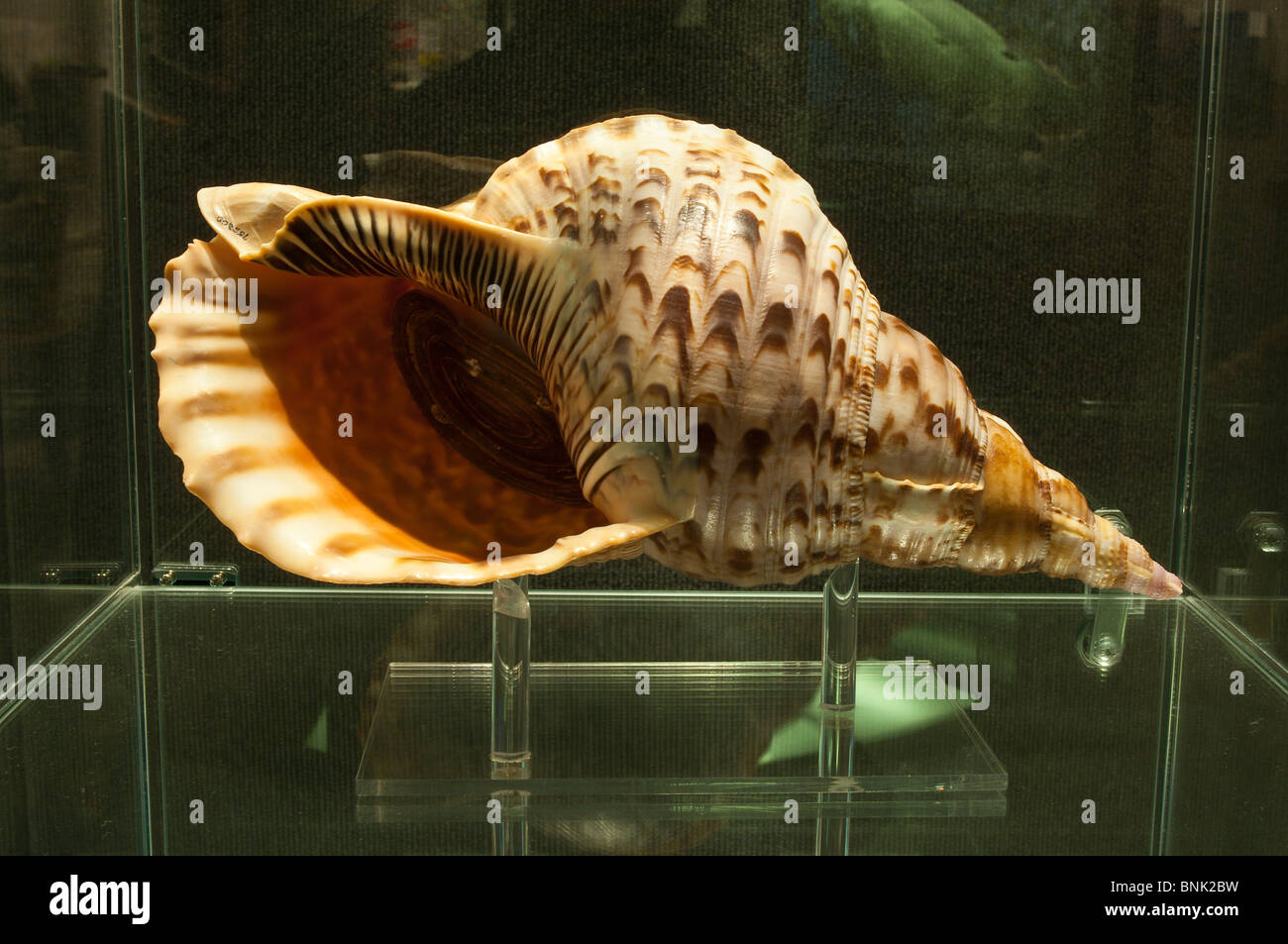 Texas, Corpus Christi. Triton seashell at the Corpus Christi Museum. Stock Photo
