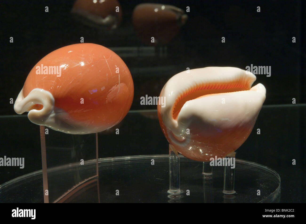 Texas, Corpus Christi. Cowrie seashells at the Corpus Christi Museum. Stock Photo
