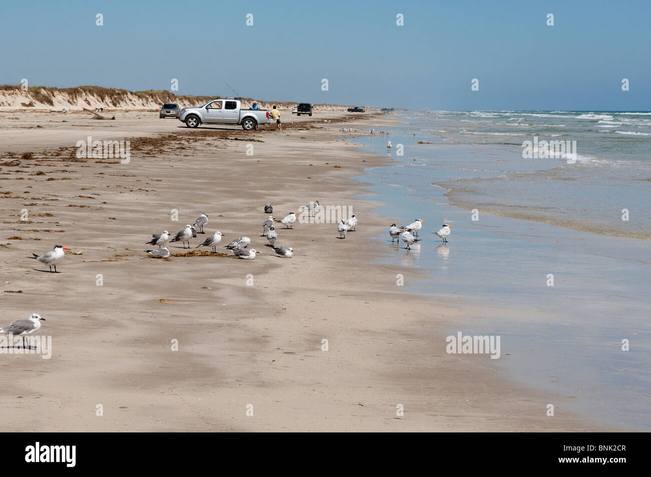 Texas, Padre Island. Royal Terns in Padre Island National Seashore. Stock Photo