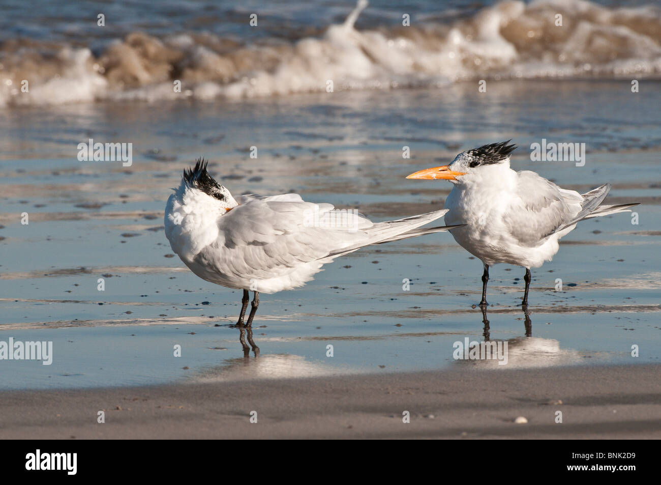 Texas, Padre Island. Royal Terns in Padre Island National Seashore. Stock Photo