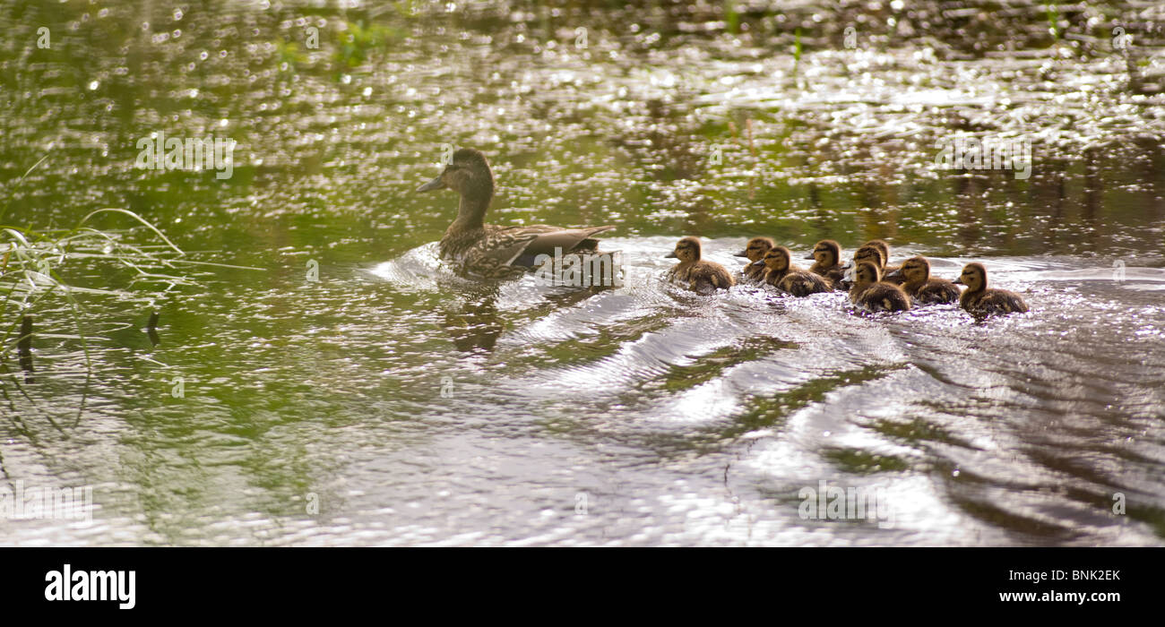 Duck Offspring Baby ducks following hi-res stock photography and images - Alamy