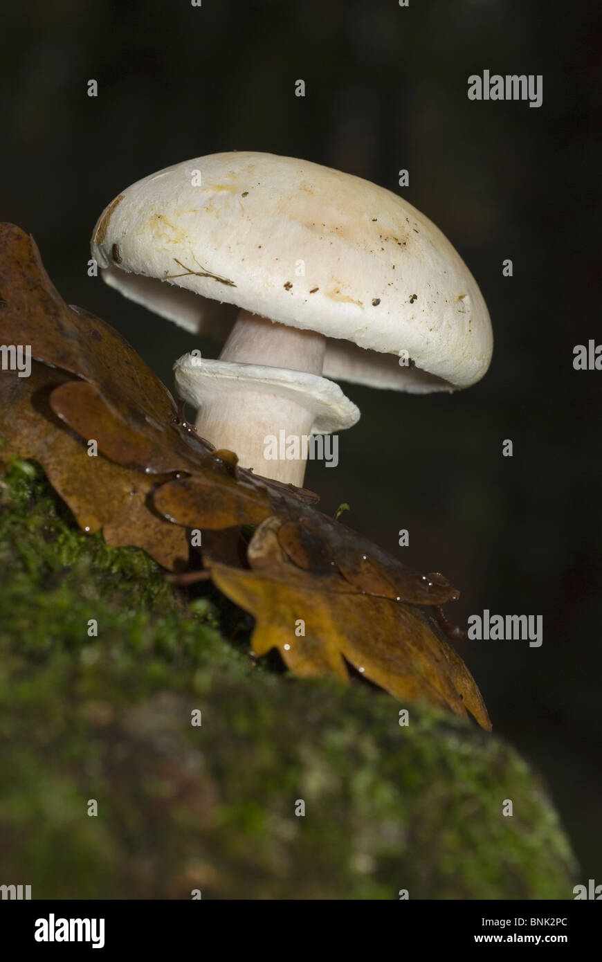 Wood mushroom (Agaricus sylvicola) Stock Photo