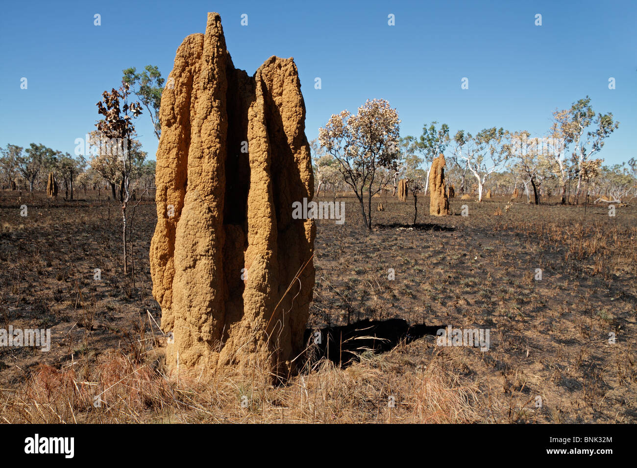 Massive cathedral termite mounds (Nasutitermes triodae), Kakadu National Park, Northern Territory, Australia Stock Photo