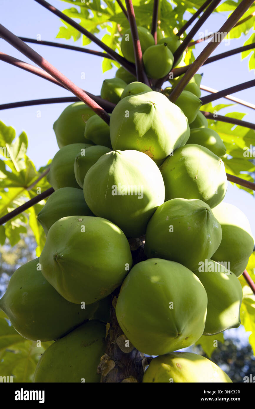 Snapshot of a papaya tree full of fruits in Iguazu, Argentina Stock Photo