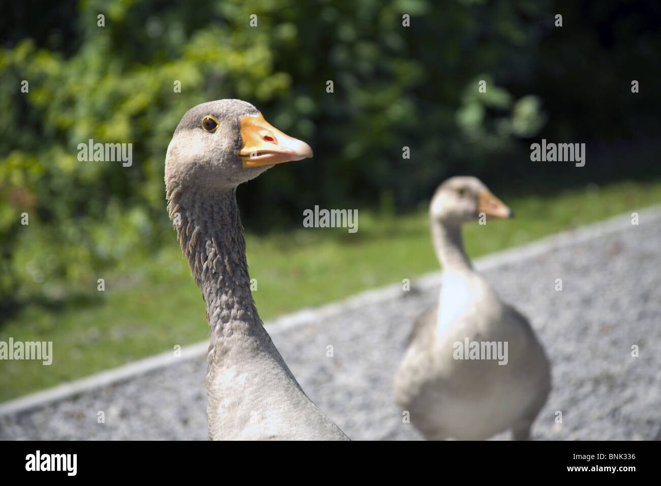 Two goose looking for food at the zoo park in Roterdamm, The Netherlands Stock Photo