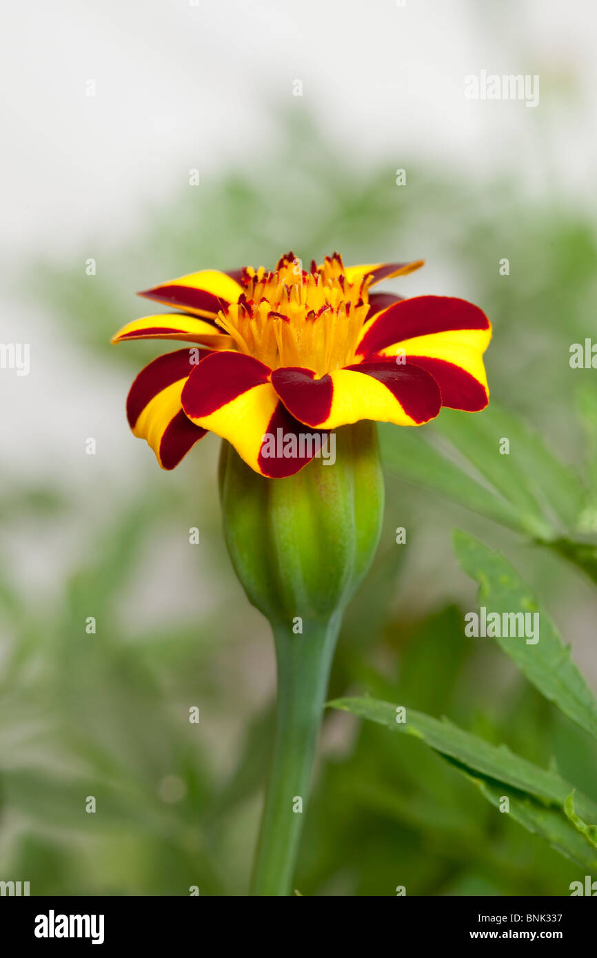 French marigold calendula tagetes compositae Stock Photo