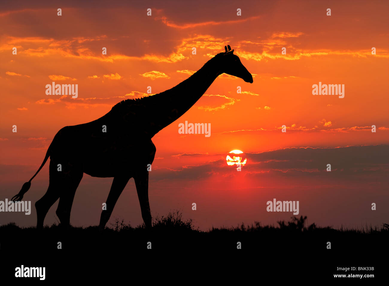 A giraffe silhouetted against a dramatic sunset with clouds, South Africa Stock Photo