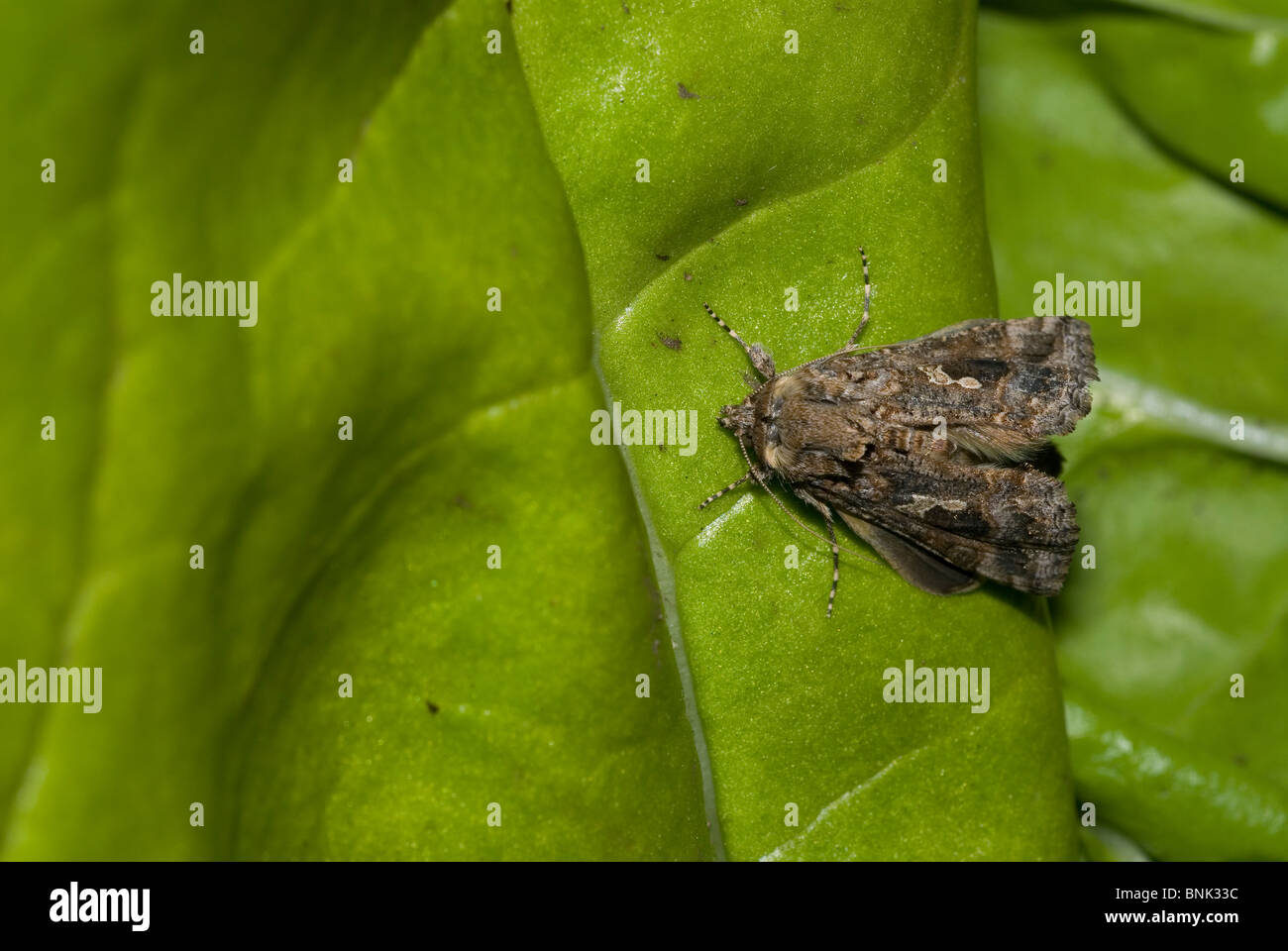 Cabbage Looper or Ni Moth (Trichoplusia ni) Stock Photo