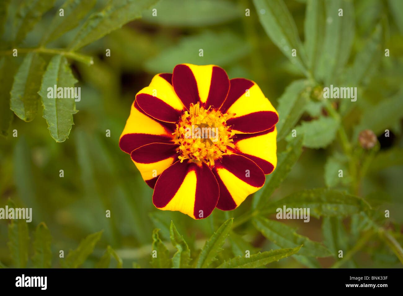 French marigold calendula tagetes compositae Stock Photo
