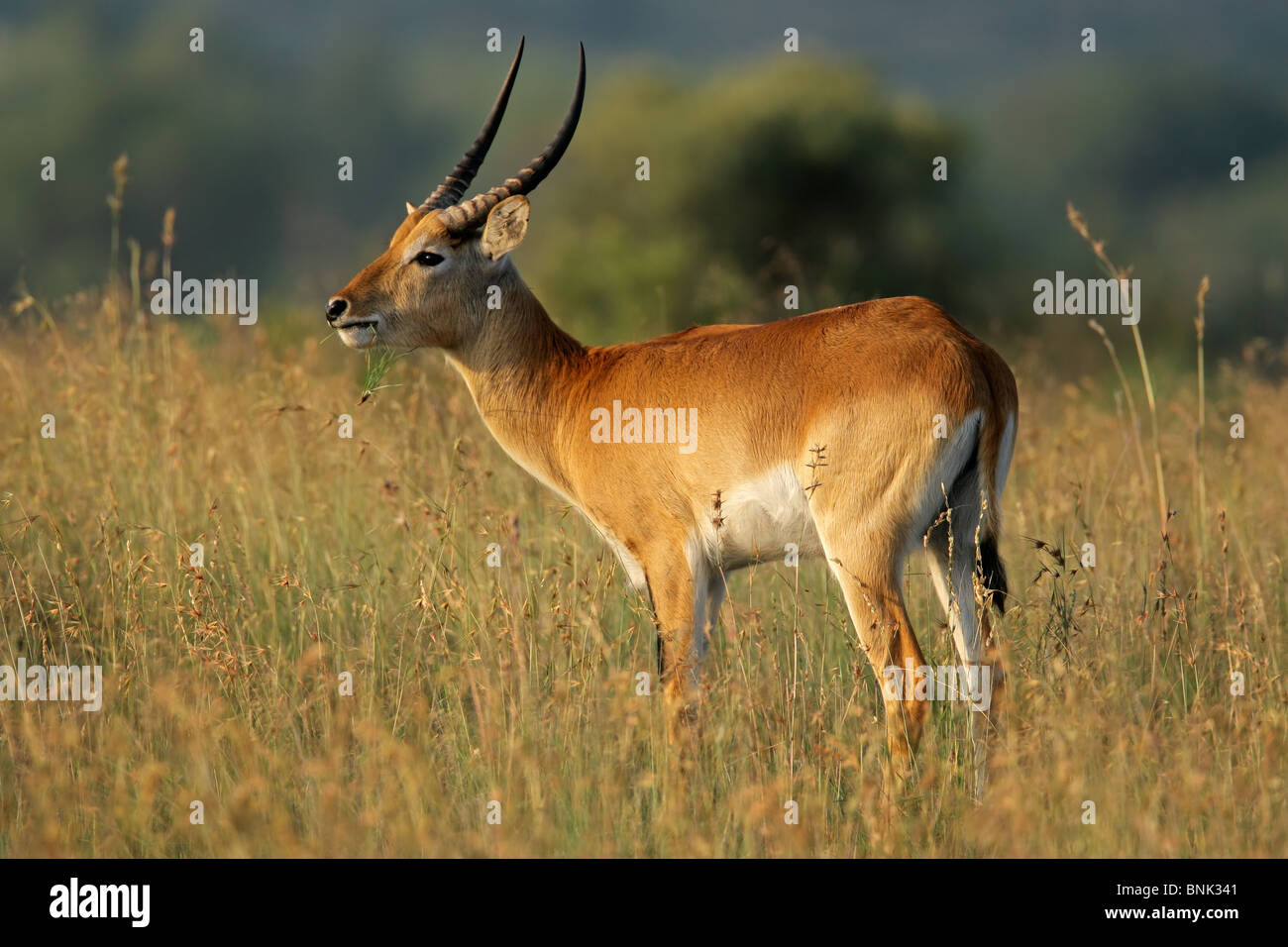 A male red lechwe antelope (Kobus leche), southern Africa Stock Photo