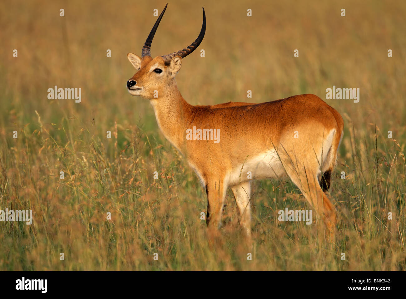 A male red lechwe antelope (Kobus leche), southern Africa Stock Photo