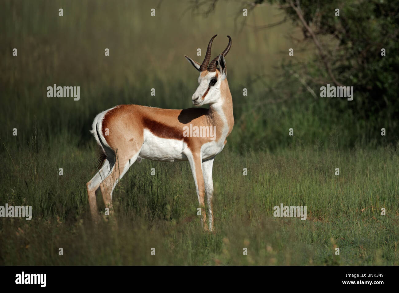 Springbok antelope (Antidorcas marsupialis), South Africa Stock Photo