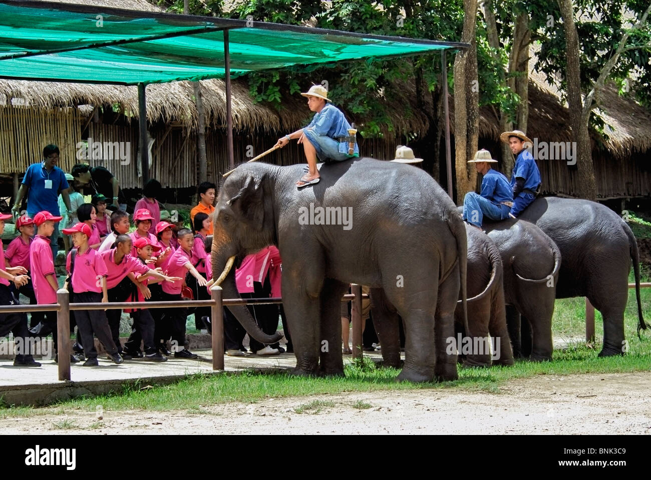 Thai children befriending Asian elephants at Thai Elephant Conservation Centre,Lampang Stock Photo